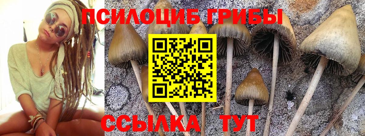 Галлюциногенные грибы прущие грибы Тайшет